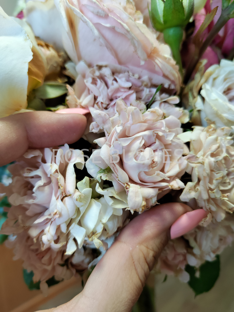 ���� ������. Sweet Ruffles. (�����, ����.) 